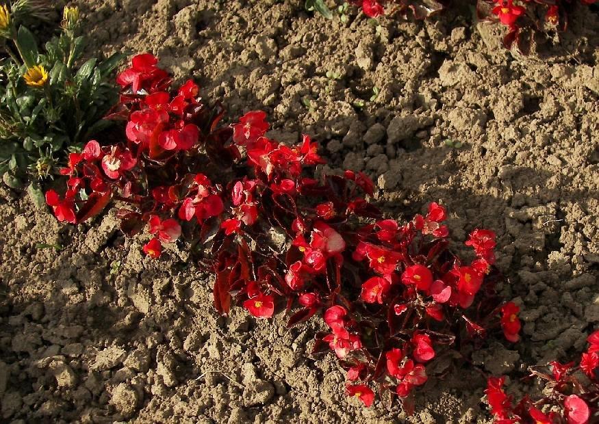 B. ‘Globe Rouge’
